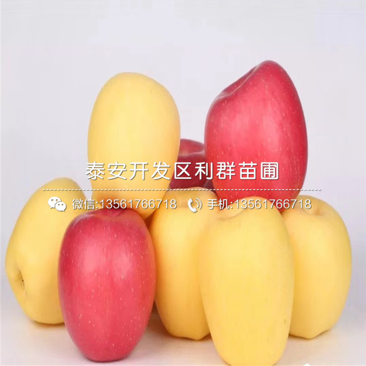 2019年元帥蘋(píng)果苗、2019年元帥蘋(píng)果樹(shù)苗價(jià)格