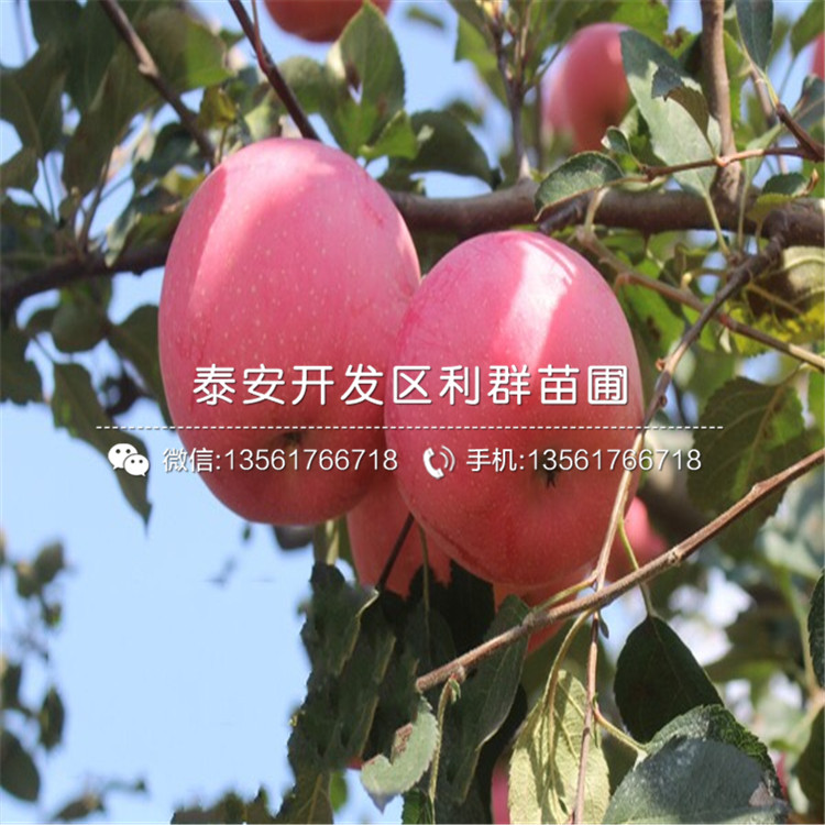 山東矮化眾成一號(hào)蘋果苗、山東矮化眾成一號(hào)蘋果樹(shù)苗基地