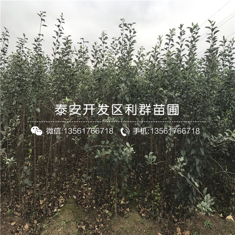 新品種美八蘋(píng)果苗、新品種美八蘋(píng)果樹(shù)苗價(jià)格