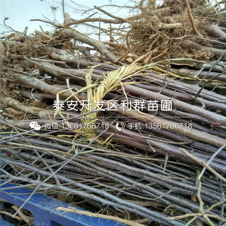 2019年矮化華冠蘋果苗、2019年矮化華冠蘋果樹苗價(jià)格及報(bào)價(jià)