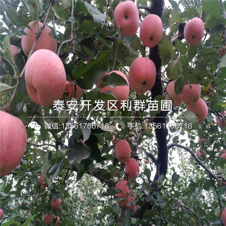 山東矮化元帥蘋果苗、山東矮化元帥蘋果樹苗價格及報價