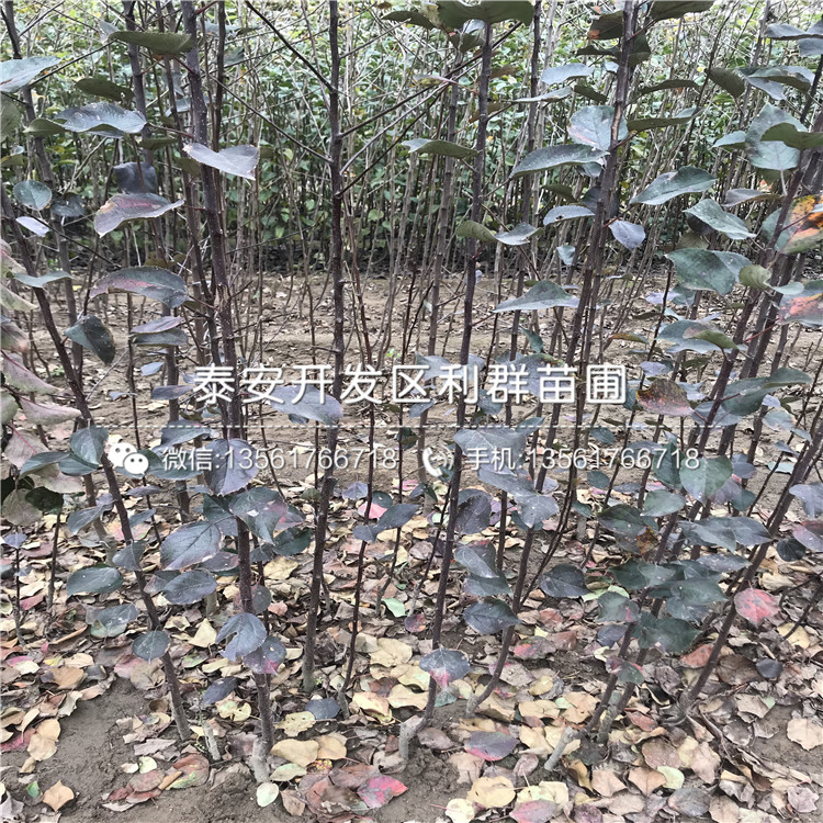 2019年蘋果苗、2019年蘋果樹苗價格