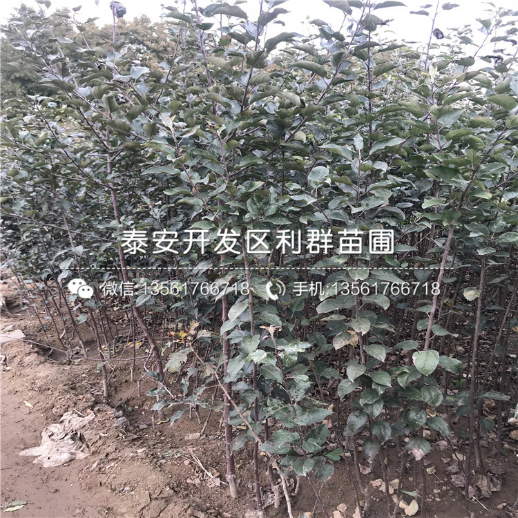 2019年紅露蘋果苗、2019年紅露蘋果樹苗多少錢一棵