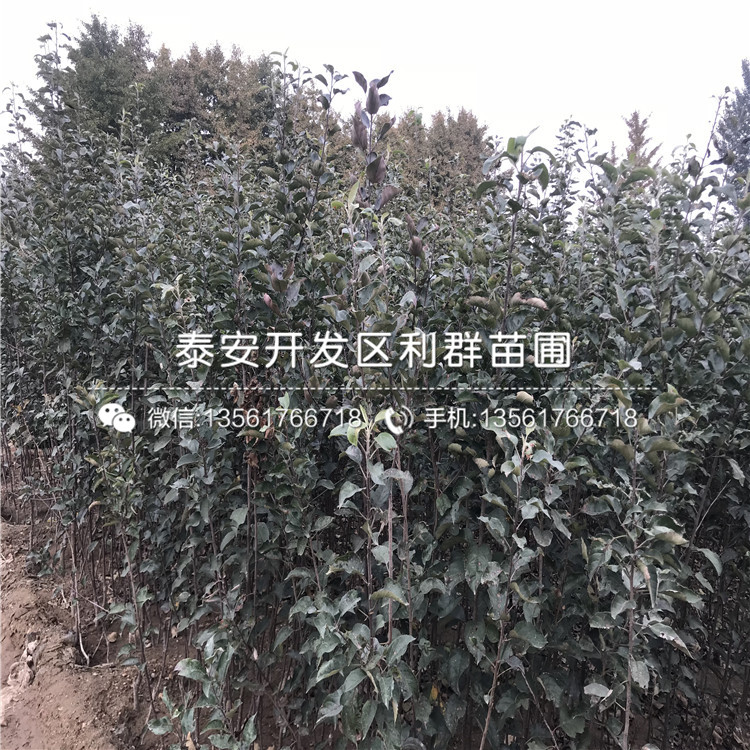 2019年新紅星蘋果苗、2019年新紅星蘋果樹苗多少錢一棵