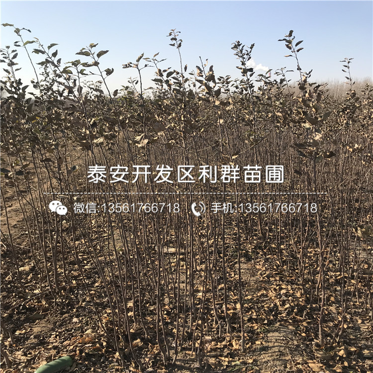 2019年矮化雙矮蘋果苗、2019年矮化雙矮蘋果樹苗價(jià)格及報(bào)價(jià)