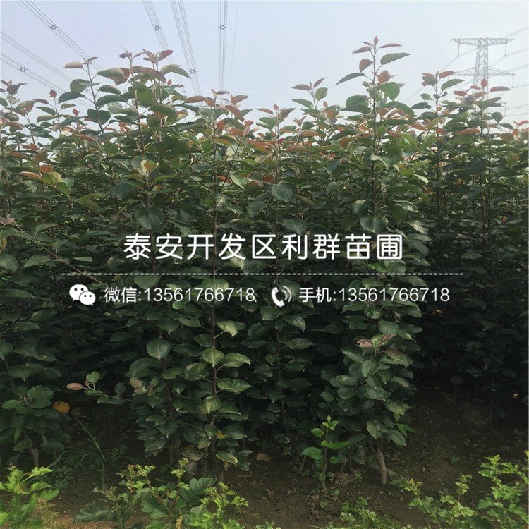 2019年矮化紅嘎啦蘋果苗、2019年矮化紅嘎啦蘋果樹苗價格及報價