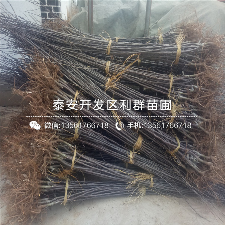 2019年矮化m26蘋果苗、2019年矮化m26蘋果樹苗價(jià)格及報(bào)價(jià)