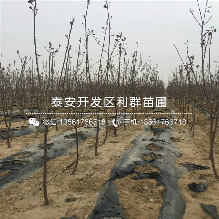 新品種矮化嘎啦蘋果苗、新品種矮化嘎啦蘋果樹苗價格
