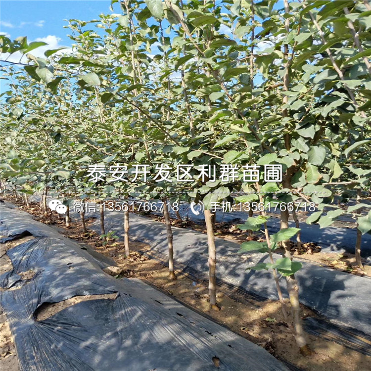 山東矮化眾成一號(hào)蘋果苗、山東矮化眾成一號(hào)蘋果樹(shù)苗基地