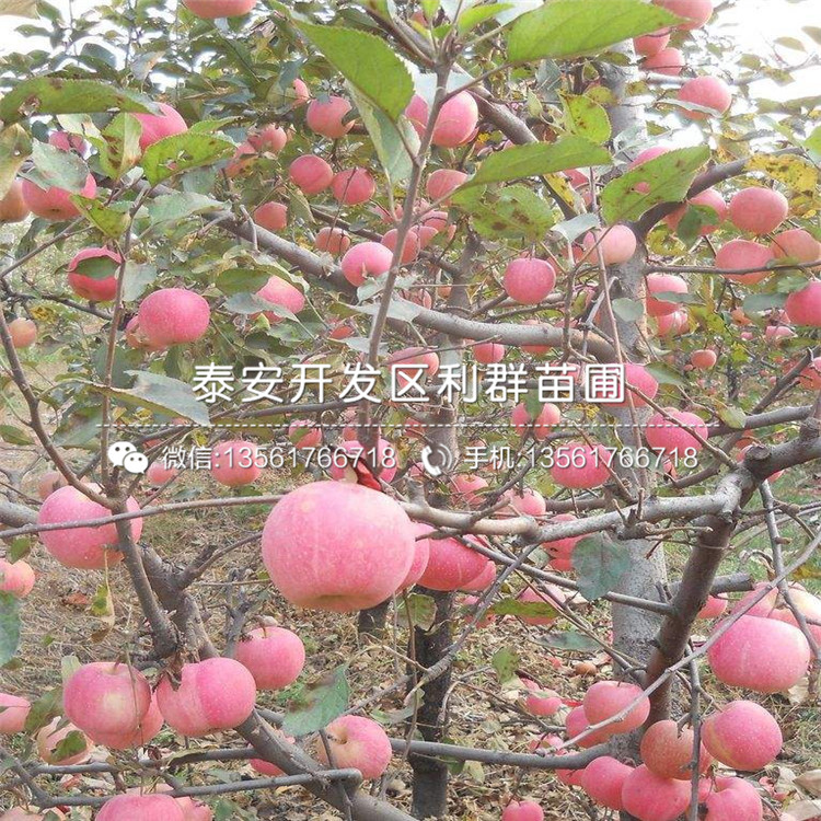 矮化自根砧蘋果苗、矮化自根砧蘋果樹苗價(jià)格多少