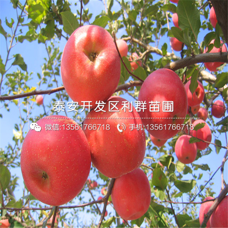 長富二號蘋果苗、長富二號蘋果樹苗價格多少