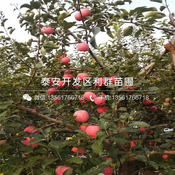 1年生華玉蘋果樹苗、1年生華玉蘋果樹苗價(jià)格
