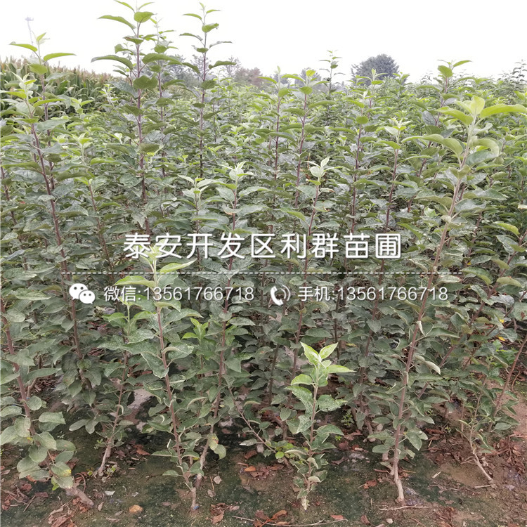 山东众成1号苹果苗价格