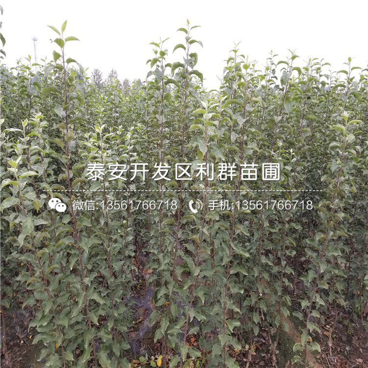 蜜脆苹果苗、蜜脆苹果树苗基地