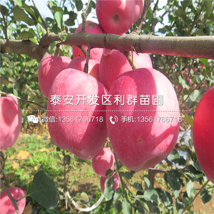 2019年红露苹果树苗基地