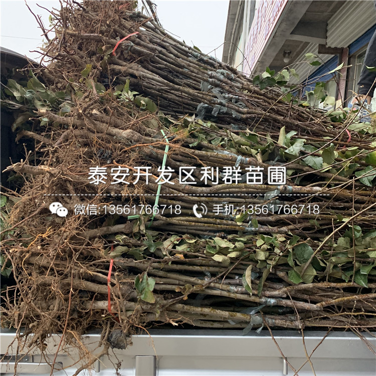 烟富八号苹果树苗多少钱一根