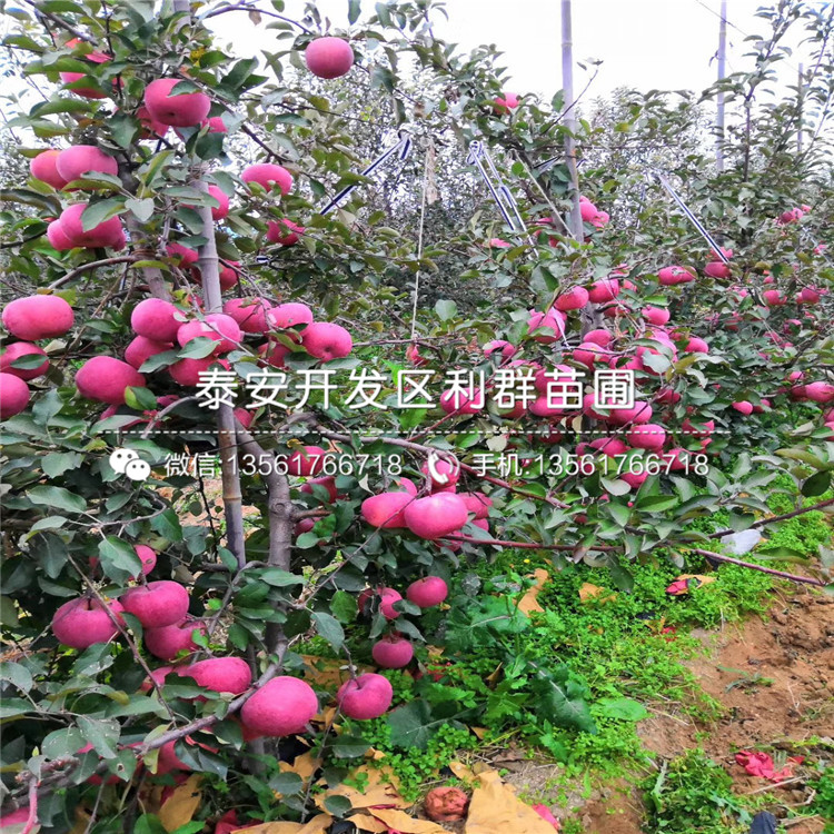 润太1号柱状苹果苗种植技术、润太1号柱状苹果苗多少钱一棵