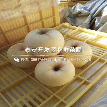 一畝地種植多少棵黑鉆蘋果樹苗