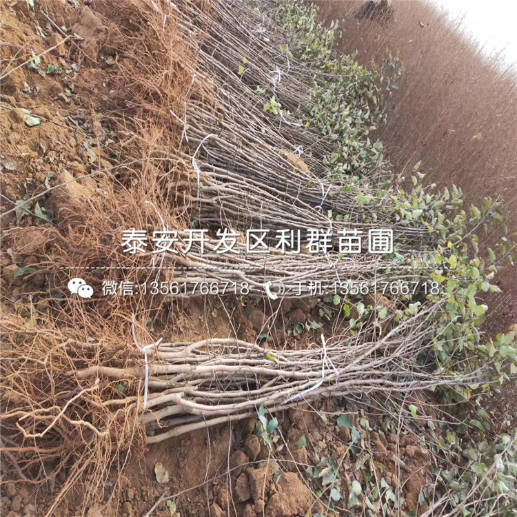 山东黄元帅苹果苗、山东黄元帅苹果树苗基地