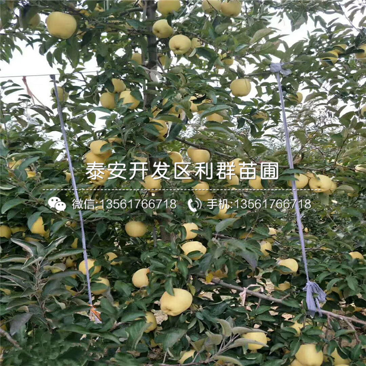 神富6号苹果苗