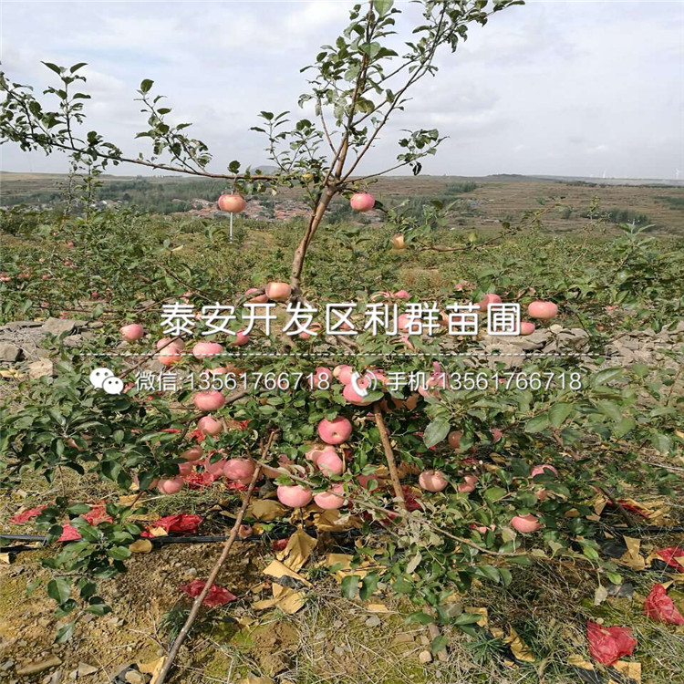 世界一号苹果苗出售基地