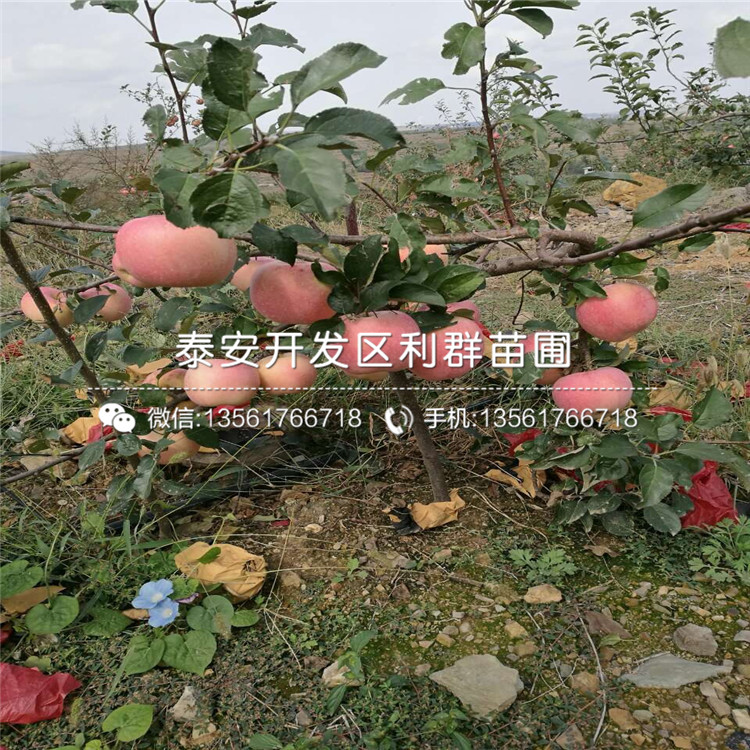 蜜脆苹果苗、蜜脆苹果树苗基地