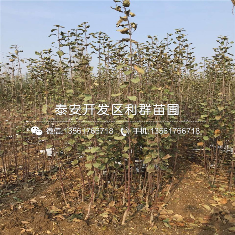 2019年红露苹果树苗基地