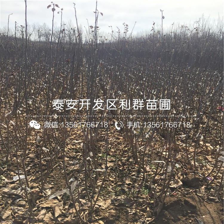 神富6号苹果树苗多少钱一棵