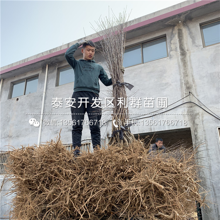 蜜脆苹果苗、蜜脆苹果树苗基地