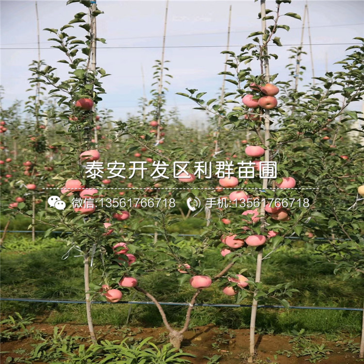 柱状苹果苗、柱状苹果苗批发基地