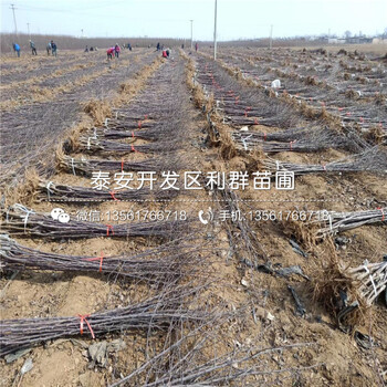 花牛蘋果樹苗批發(fā)、花牛蘋果樹苗基地