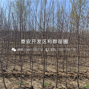 润太一号苹果苗2019价格