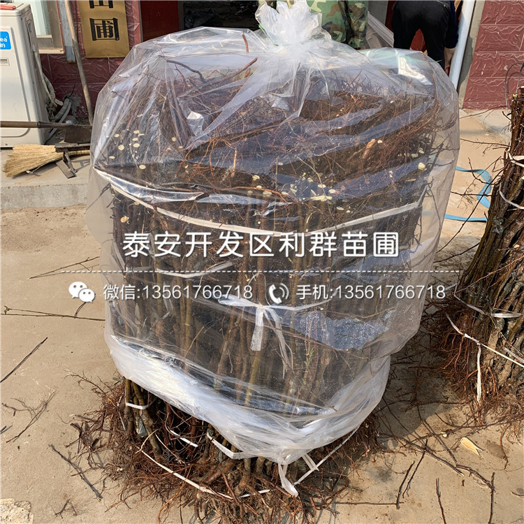 山东m26苹果苗批发