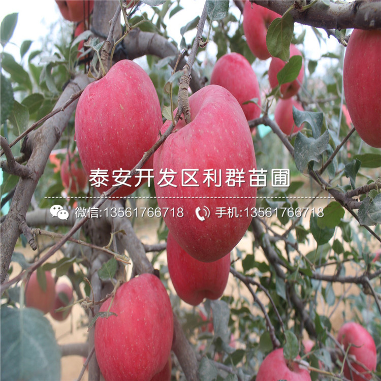 短枝红富士苹果苗图片、短枝红富士苹果苗多少钱一棵