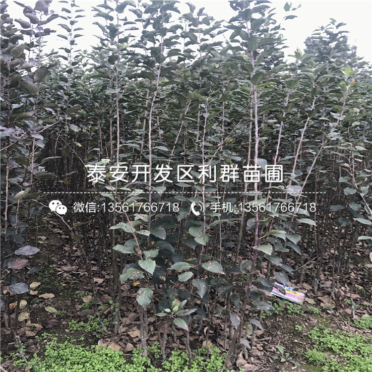 新红星苹果树苗出售价格多少