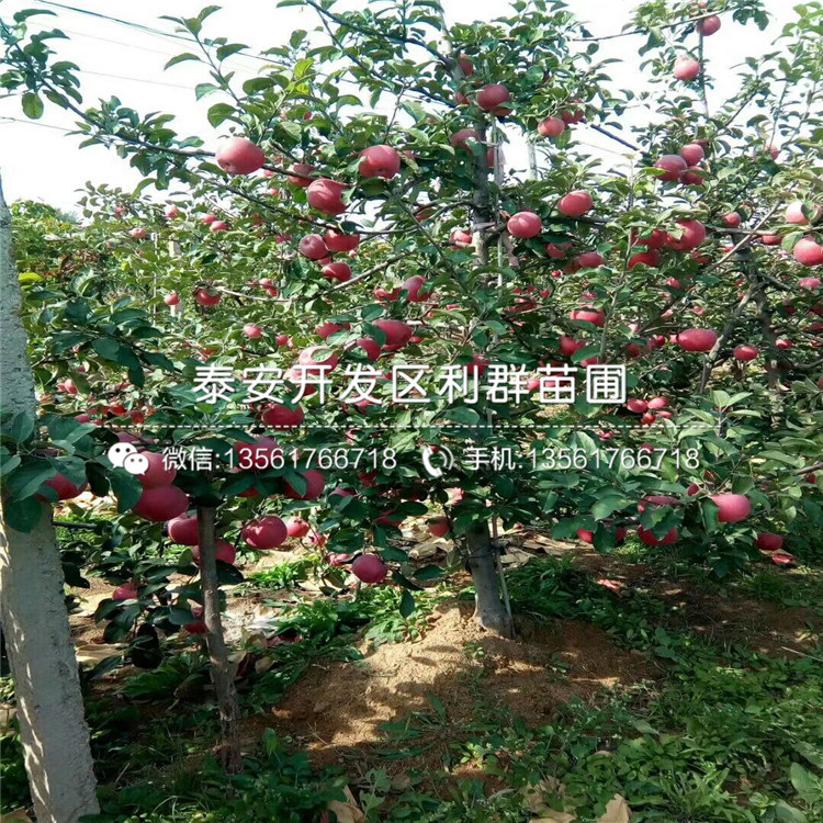 苹果树苗基地
