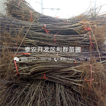矮化蘋果樹苗出售價(jià)格、矮化蘋果樹苗批發(fā)基地