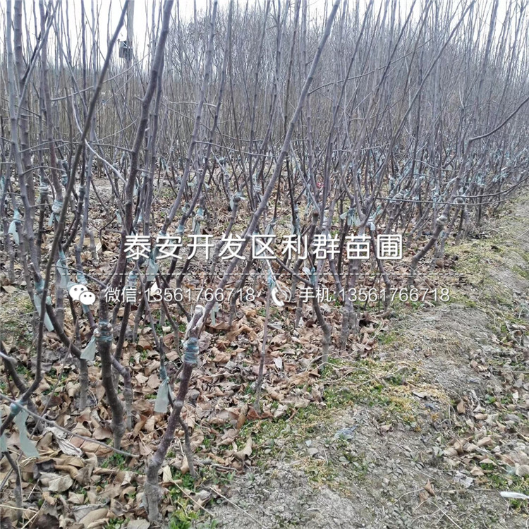 蜜脆苹果苗、蜜脆苹果树苗基地