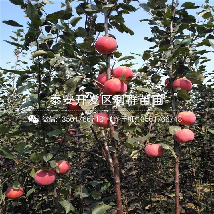 烟富6号苹果苗新品种、2019年烟富6号苹果苗价格