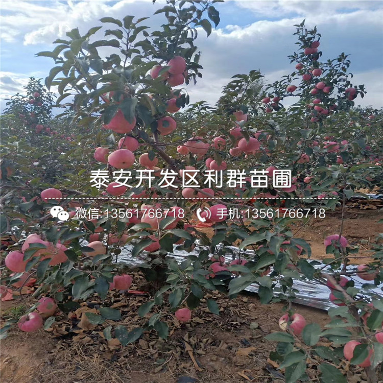 蜜脆苹果苗、蜜脆苹果树苗基地