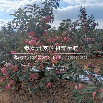 山東蘋果樹苗、山東蘋果樹苗批發(fā)基地