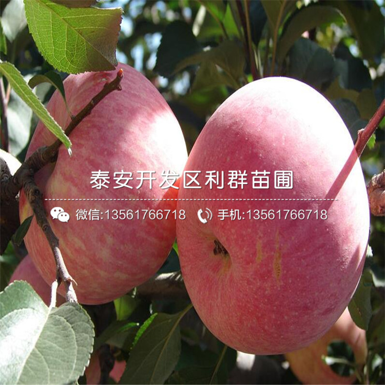 山东M9T337苹果苗、山东M9T337苹果苗价格多少