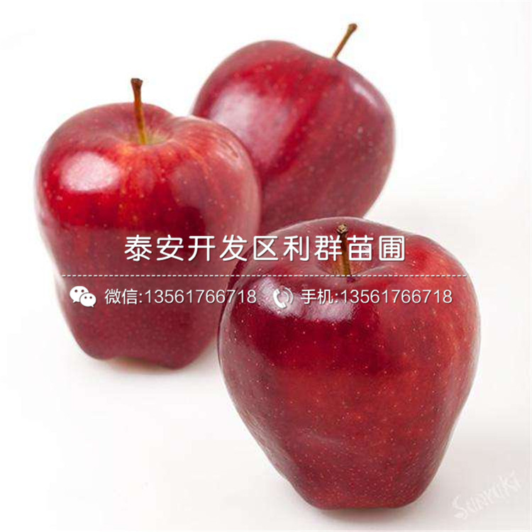 新品种矮化烟富111苹果苗、新品种矮化烟富111苹果树苗价格