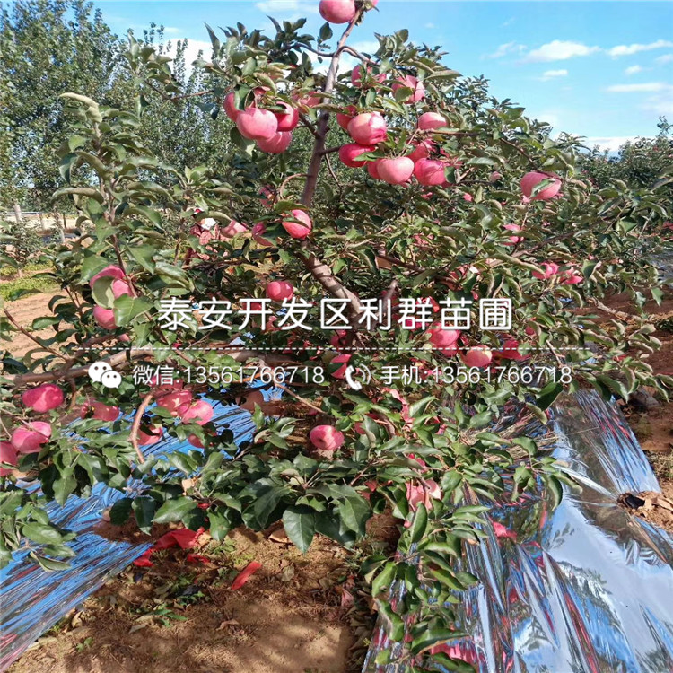 新品种红元帅苹果苗、新品种红元帅苹果树苗多少钱一棵