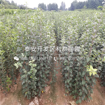 3公分矮化蘋果樹苗、3公分矮化蘋果樹苗價格