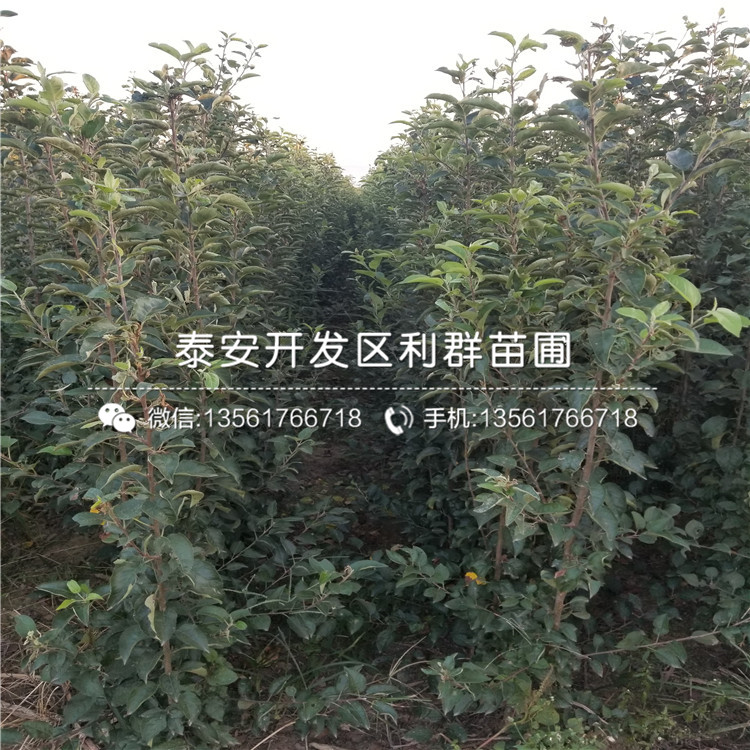 晚熟烟富六号苹果树苗多少钱一棵