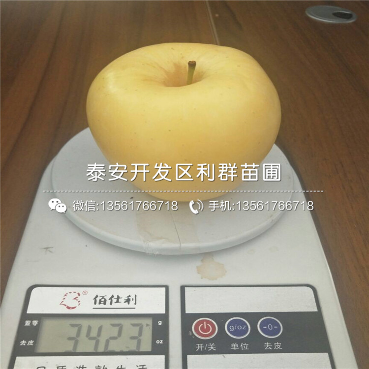 红色之爱苹果苗出售价格多少