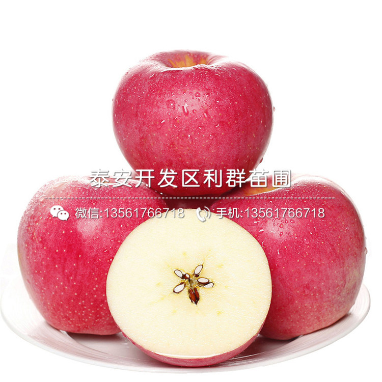 123苹果树苗出售、123苹果树苗多少钱一棵