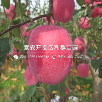 一棵新品种苹果树苗多少钱