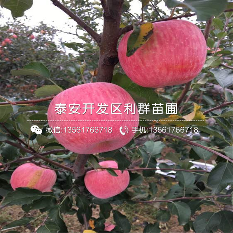 山东宫藤富士苹果树苗出售价格
